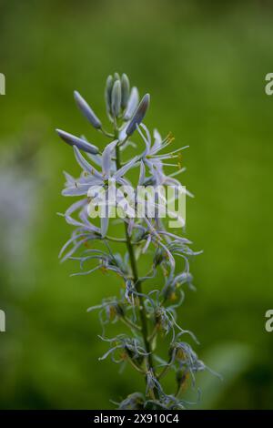 La Camassia scilloides è un'erba perenne nota comunemente come Atlantic camas, Giacinto selvatico,[1] e camas orientale. Foto Stock