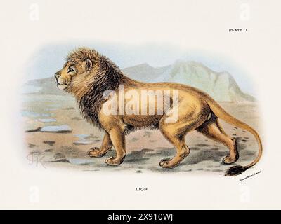 Leone. Illustrazione vintage di un gatto selvatico di un libro di storia naturale del XIX secolo che descrive le specie feline. Foto Stock