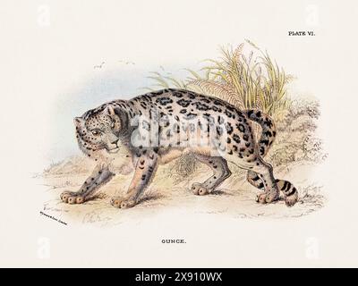 Oncia. Illustrazione vintage di un gatto selvatico di un libro di storia naturale del XIX secolo che descrive le specie feline. Foto Stock