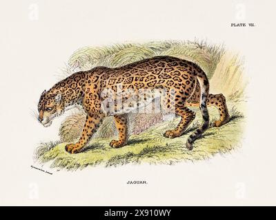 Jaguar. Illustrazione vintage di un gatto selvatico di un libro di storia naturale del XIX secolo che descrive le specie feline. Foto Stock