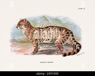 Leopardo nuvoloso. Illustrazione vintage di un gatto selvatico di un libro di storia naturale del XIX secolo che descrive le specie feline. Foto Stock