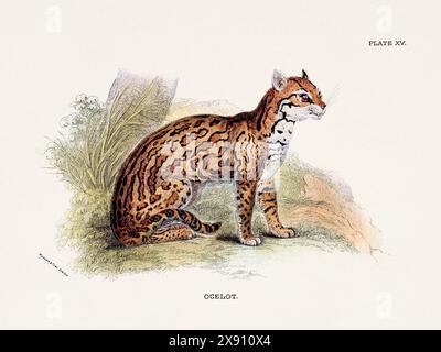 Ocelot. Illustrazione vintage di un gatto selvatico di un libro di storia naturale del XIX secolo che descrive le specie feline. Foto Stock