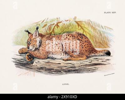 Lynx. Illustrazione vintage di un gatto selvatico di un libro di storia naturale del XIX secolo che descrive le specie feline. Foto Stock
