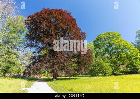 Blutbuche Fagus sylvatica im Rhododendronpark Wachwitz, Dresda, Sachsen, Deutschland *** faggio europeo Fagus sylvatica nel Rhododendron Park Wach Foto Stock