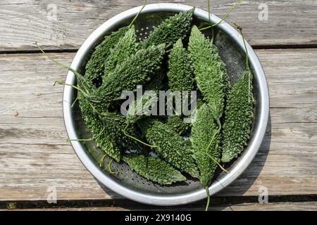 Pila di buongustai amari e sabji verdi appena raccolti. Melone amaro vegetale. Verdure Karela su fondo di legno. Vista dall'alto di Karela Foto Stock