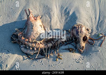 Lo scheletro di una pecora morta che giace sulla spiaggia. Foto Stock