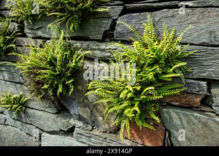 Primo piano di felci maidenhair spleenwort che crescono in un muro di ardesia che murano Inghilterra Regno Unito Gran Bretagna Gran Bretagna Foto Stock