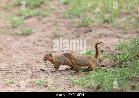 Coppie di manguere giocose: Il fascino del Serengeti Foto Stock