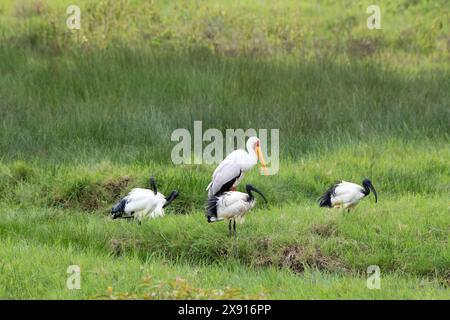 Africa ibis sacri Foto Stock