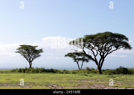 Il tranquillo paesaggio della palude di Amboseli, con l'iconica torreggiante Kilimanjaro sullo sfondo, cattura l'essenza della bellezza naturale dell'Africa orientale. Foto Stock