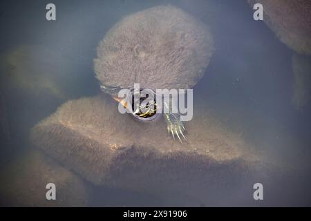 Una tartaruga d'acqua si stacca dall'acqua in cerca di un pasto veloce nel fiume Pamlico. Foto Stock