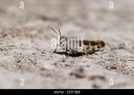 Grasshopper o locust su strada sterrata ad Alcoy, Spagna Foto Stock