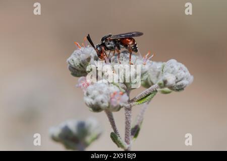 Piccola ape rossa (Sphecodes) di colore metallico brillante che si nutre di fiori bianchi, Alcoy, Spagna Foto Stock