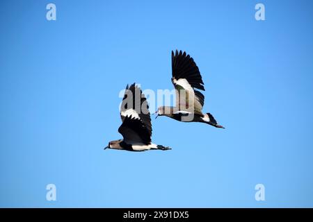 Due lapwings meridionali (Vanellus chilensis) in volo, Buenos Aires, Argentina Foto Stock
