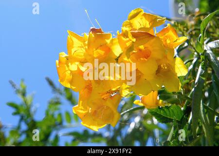 Primo piano di fiori di tromba gialla (Tecoma stans), Creta, Grecia Foto Stock