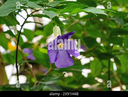 Fiore di Thunbergia erecta o cespuglio di vite, cespuglio di patate Foto Stock