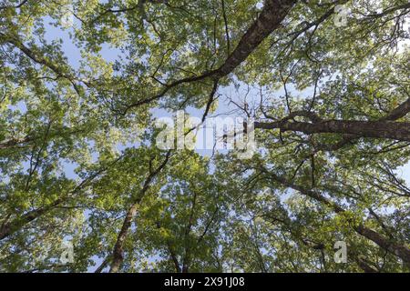 Foresta Umbra, riserva naturale forestale, patrimonio dell'umanità dell'UNESCO, Italia, Puglia, Gargano Foto Stock