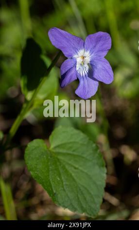 Cane comune-violetta Foto Stock