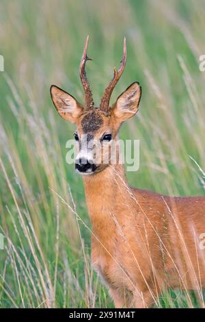 Capriolo europeo (Capreolus capreolus) ritratto ravvicinato di buck / maschio con grosse corna nelle praterie in estate Foto Stock