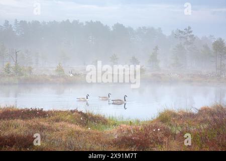 Oche canadesi / gregge d'oca canadese (branta canadensis) che nuotano nella brughiera / palude, ricoperte di nebbia mattutina in primavera, Dalarna, Svezia Foto Stock