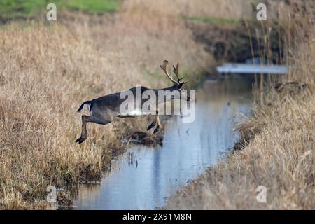 In fuga dal cervo europeo (Dama dama) buck / maschio che salta su fossato / ruscello, correndo attraverso il prato in autunno Foto Stock