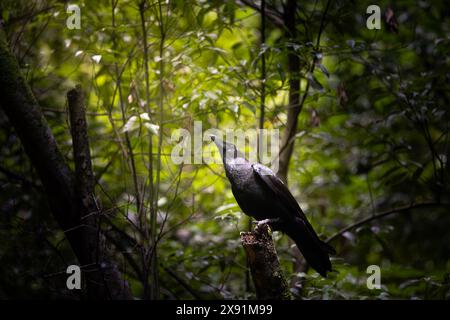 Corvo comune in una foresta dell'isola di la Palma. Foto Stock