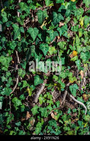 Hedera Helix L. ivy texture sfondo, nuove fresche e giovani foglie sempreverdi Foto Stock