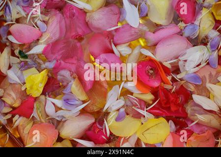 Un primo piano di un'ampia varietà di petali di fiori galleggianti sull'acqua. Foto Stock