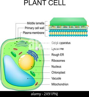 Cella vegetale. Struttura e anatomia. Primo piano degli strati di una parete cellulare. Illustrazione vettoriale Illustrazione Vettoriale