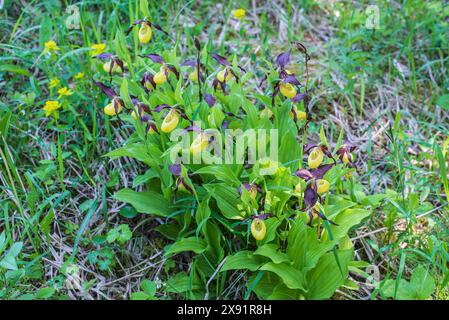 un gruppo di calceolo cipripedico in fiore all'inizio dell'estate Foto Stock