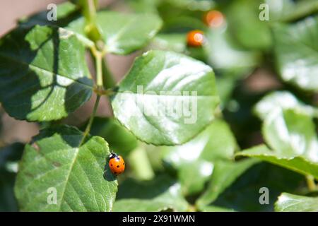 Il Giardino delle Rose al MCC - Mesa Community College Foto Stock