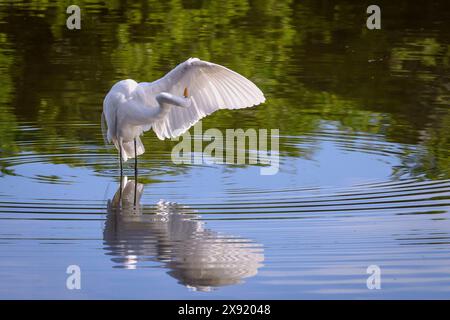 Great Egret che si trova in uno stagno paludoso vicino a San Blas, Nayarit, Messico. San Blas Nayarit Messico Copyright: XGregxVaughnx/xVWPicsx GV24010280 Foto Stock