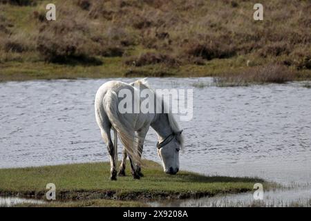 Un pony bianco della New Forest che mangia erba con acqua e erica sullo sfondo, rivolto a destra Foto Stock