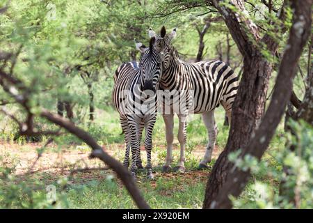 due amorevoli zebre che interagiscono nel bush Foto Stock