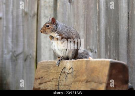 Uno scoiattolo grigio (Sciurus carolinensis) seduto su una panchina di legno in un giardino con una recinzione di legno sullo sfondo Foto Stock