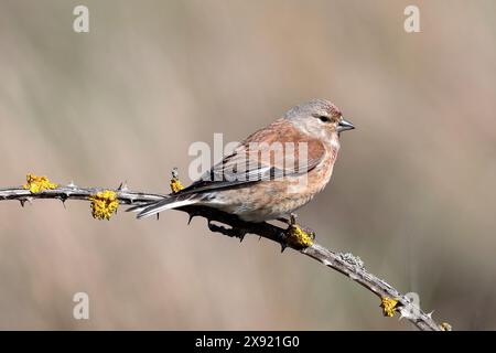 Un linnet comune (Linaria cannabina) arroccato su un ramo spinoso con lichene giallo, preso su uno sfondo sfocato Foto Stock