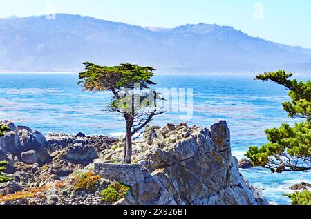 The Lone Cypress, Pebble Beach, Monterey, California, Stati Uniti Foto Stock