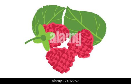 Raspberry Vector e Illustration Design . Illustrazione Vettoriale