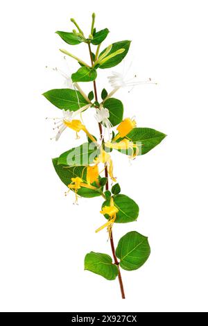 Lonicera japonica, conosciuta come caprifoglio giapponese. Caprifoglio giapponese 016818 053 Foto Stock