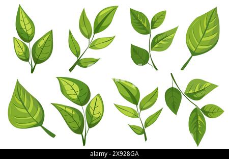 con otto diversi tipi di foglie verdi. Ogni foglia sfoggia forme e motivi venosi unici. la grafica è semplice, pulita e vivace, ideale per Illustrazione Vettoriale