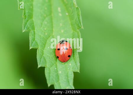 Una coccinella si appollaierà delicatamente su una foglia verde vibrante in un momento sereno di armonia con la natura Foto Stock