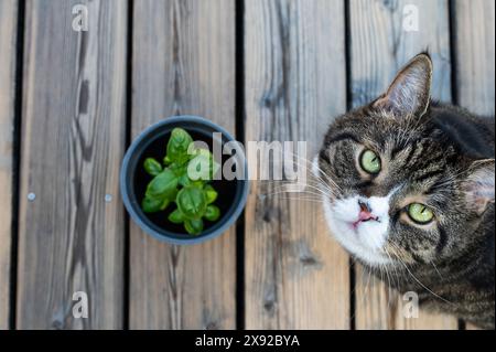 Gatto a strisce grigie e basilico verde naturale, atmosfera mattutina Foto Stock