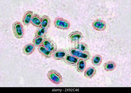 Lo pneumococco Streptococcus pneumoniae, pneumococcus è un batterio coinvolto in polmonite, broncopolmonite, pleurite purulenta, meningite batterica, otite, sinusite e congiuntivite. Immagine prodotta da microscopia ottica. Pneumococco 016813 028 Foto Stock