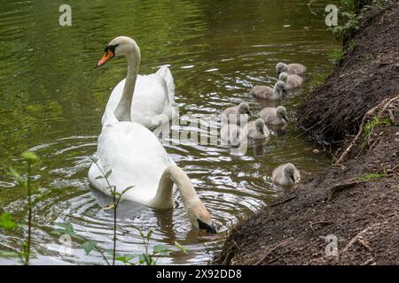 Cigni muti (Cygnus olor) con una famiglia di otto giovani cignetti sul Basingstoke Canal a maggio, Hampshire, Inghilterra, Regno Unito Foto Stock