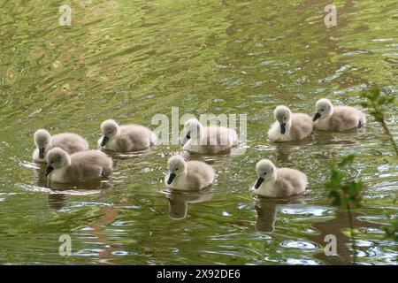 Famiglia di cigni muti (Cygnus olor), otto giovani cignette soffici sul canale di Basingstoke a maggio, Hampshire, Inghilterra, Regno Unito Foto Stock