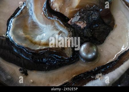 Fattoria Hinano Pearls, Rangiroa, arcipelago Tuamotu, Polinesia francese. Foto Stock