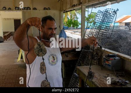 Fattoria Hinano Pearls, Rangiroa, arcipelago Tuamotu, Polinesia francese. Foto Stock