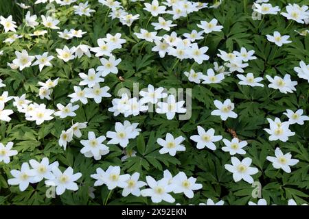 Fiori di anemone di legno, Anemone nemorosa Foto Stock