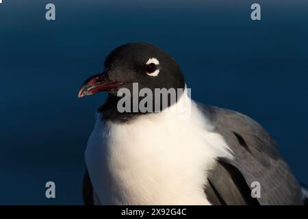 Primo piano del gabbiano ridendo (Leucophaeus atricilla) ad Aruba;; adulto riproduttore. Testa nera, rivolta verso la fotocamera. Sfondo blu. Foto Stock