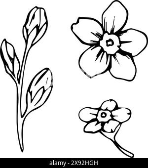 dimenticatemi, non fiori. Set di disegni di linee botaniche vettoriali. La linea disegnata a mano lascia rami e sbocciare. Fiori selvatici per il matrimonio per l'invito, risparmia Illustrazione Vettoriale